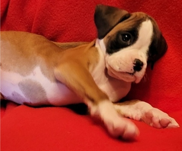 Medium Photo #7 Boxer Puppy For Sale in SLATON, TX, USA