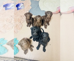 Labradoodle Puppy for Sale in TUPELO, Mississippi USA