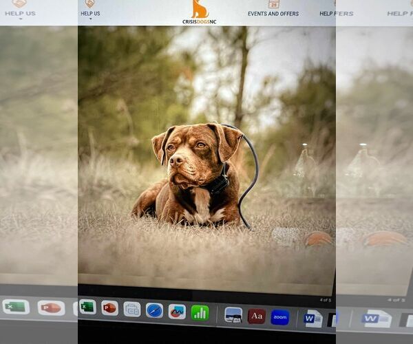 Medium Photo #1 American Staffordshire Terrier-Unknown Mix Puppy For Sale in Spring Lake, NC, USA