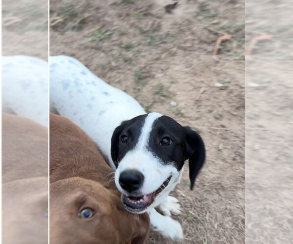 Medium Photo #2 Lab-Pointer Puppy For Sale in Vail, AZ, USA