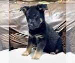 Small Photo #50 German Shepherd Dog Puppy For Sale in BRIGHTON, CO, USA