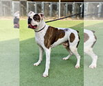 Small Photo #3 Boxer Puppy For Sale in Austin, TX, USA