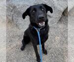 Small #12 Labrador Retriever Mix