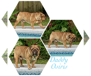 Father of the Bulldog puppies born on 07/25/2019