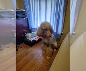 Poodle (Standard) Dogs for adoption in DETROIT, MI, USA