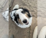 Small #3 Shetland Sheepdog