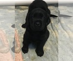 Small Photo #8 Labrador Retriever Puppy For Sale in KITTRELL, NC, USA