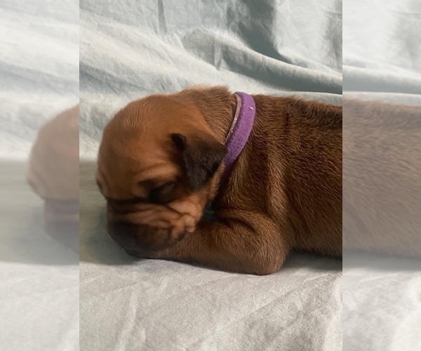 Medium Photo #5 Rhodesian Ridgeback Puppy For Sale in KELLER, TX, USA