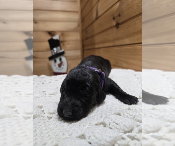 Medium Photo #1 Labradoodle Puppy For Sale in WILLIAMSTOWN, KY, USA