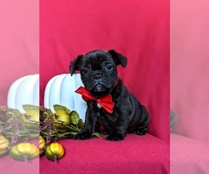 French Bulldog Puppy for sale in PARADISE, PA, USA