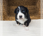 Small Photo #4 Australian Shepherd Puppy For Sale in UNIONVILLE, IA, USA