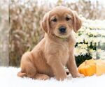 Small #3 Golden Retriever