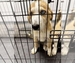 Small #2 Australian Shepherd-Great Pyrenees Mix