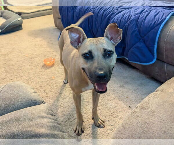 Medium Photo #10 American Staffordshire Terrier-Unknown Mix Puppy For Sale in Arlington, VA, USA