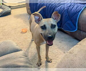 Polly - Female American Staffordshire Terrier-Unknown Mix Dog for Adoption - Photo #10