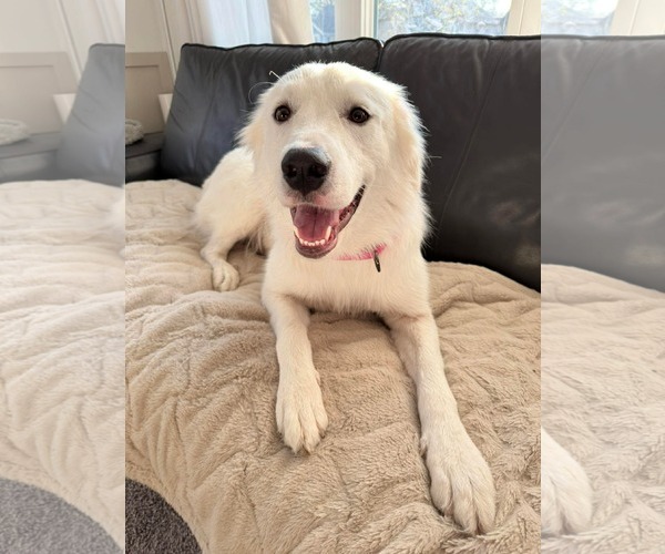 Medium Photo #3 Golden Pyrenees Puppy For Sale in Minneapolis, MN, USA