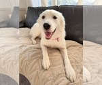 Small #2 Golden Pyrenees