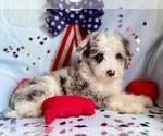 Small Photo #8 Aussie-Poo Puppy For Sale in BOUSE, AZ, USA