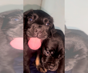 Cane Corso Puppy for sale in MUSKEGON, MI, USA
