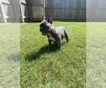 Small Photo #4 French Bulldog Puppy For Sale in BRYAN, TX, USA