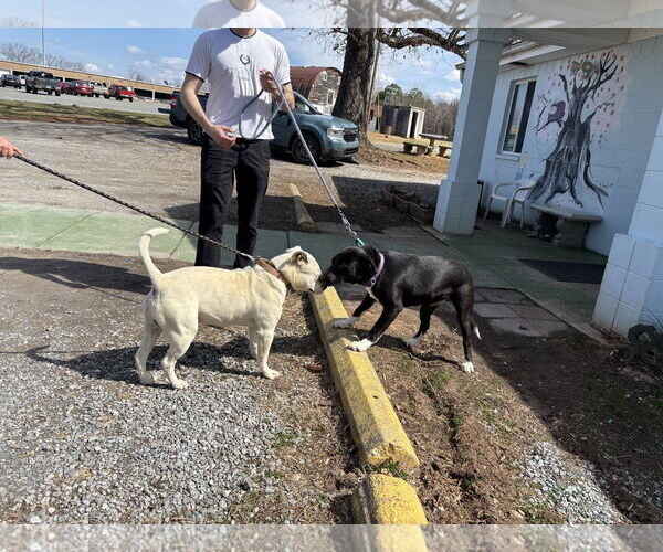 Medium Photo #4 Mutt Puppy For Sale in Rustburg, VA, USA