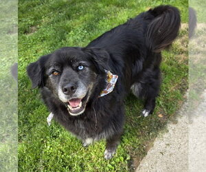 Bernese Mountain Dog-Unknown Mix Dogs for adoption in Clarkston, MI, USA