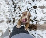 Small Photo #3 American Bully Puppy For Sale in BROCKTON, MA, USA