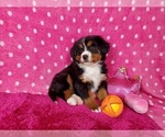 Small Photo #9 Bernese Mountain Dog Puppy For Sale in BLACK FOREST, CO, USA