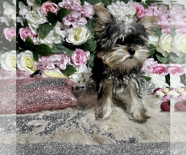 Medium Photo #9 Yorkshire Terrier Puppy For Sale in HAYWARD, CA, USA