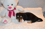 Small Photo #2 Dachshund Puppy For Sale in BENTON, AR, USA