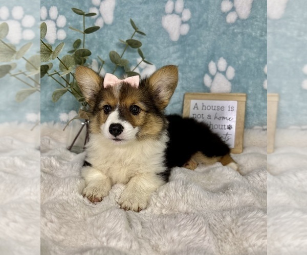 Medium Photo #4 Pembroke Welsh Corgi Puppy For Sale in NOBLESVILLE, IN, USA
