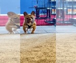 Small #3 French Bulldog