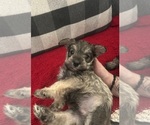 Puppy Milo Schnauzer (Miniature)