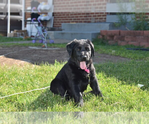 Medium Photo #6 Golden Shepherd Puppy For Sale in HYATTSVILLE, MD, USA