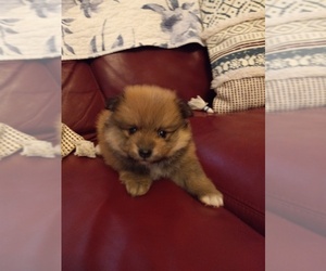 Pomeranian Puppy for sale in SHERIDAN, AR, USA