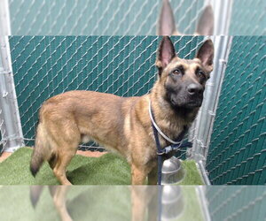 Mutt Dogs for adoption in Downey, CA, USA