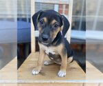 Small Photo #15 Beagle-Unknown Mix Puppy For Sale in McKinney, TX, USA