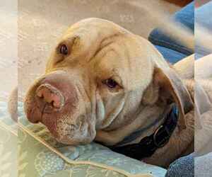 Mutt Dogs for adoption in COLUMBIA, MD, USA