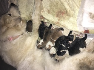 Mother of the Australian Shepherd-Great Pyrenees Mix puppies born on 08/28/2016