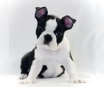 Small #1 Boston Terrier