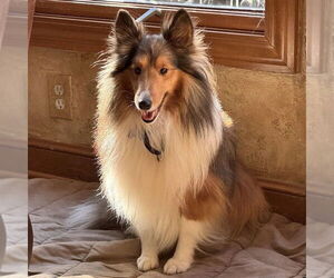 Mutt Dogs for adoption in Dublin, OH, USA