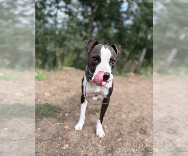 Medium Photo #2 Mutt Puppy For Sale in Salt Lake City, UT, USA