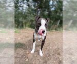 Small #1 Mutt