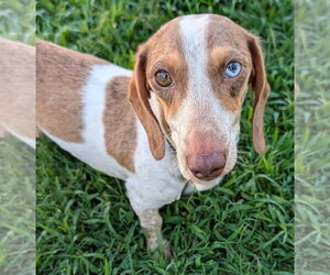 Dachshund Dogs for adoption in Shelbyville, TN, USA