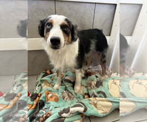 Daisy Aug 26 - Female Australian Shepherd Dog for Adoption - Photo #5