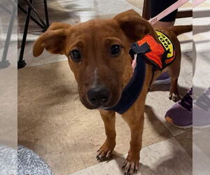 Mutt Dogs for adoption in Lawrenceville, NJ, USA