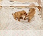 Small Photo #10 Labrador Retriever Puppy For Sale in NEW STANTON, PA, USA