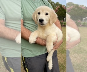 Golden Retriever Puppy for sale in BISHOP, GA, USA
