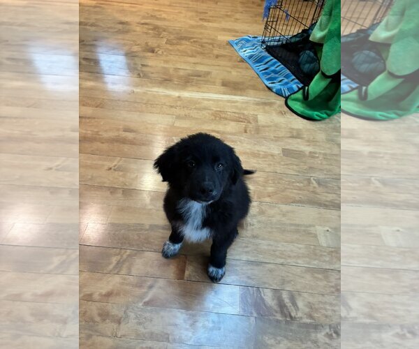 Medium Photo #2 Great Pyrenees-Unknown Mix Puppy For Sale in Brooklyn Center, MN, USA