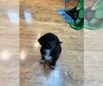 Small #1 Great Pyrenees Mix